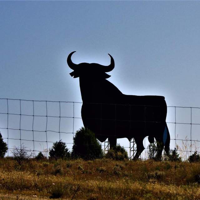Spain, A Bull Road Trip
