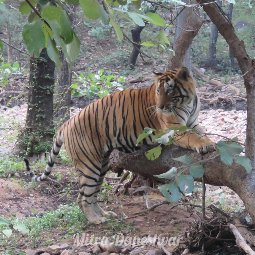 All the way through Asia