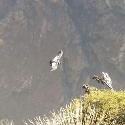 Die Könige der Luft