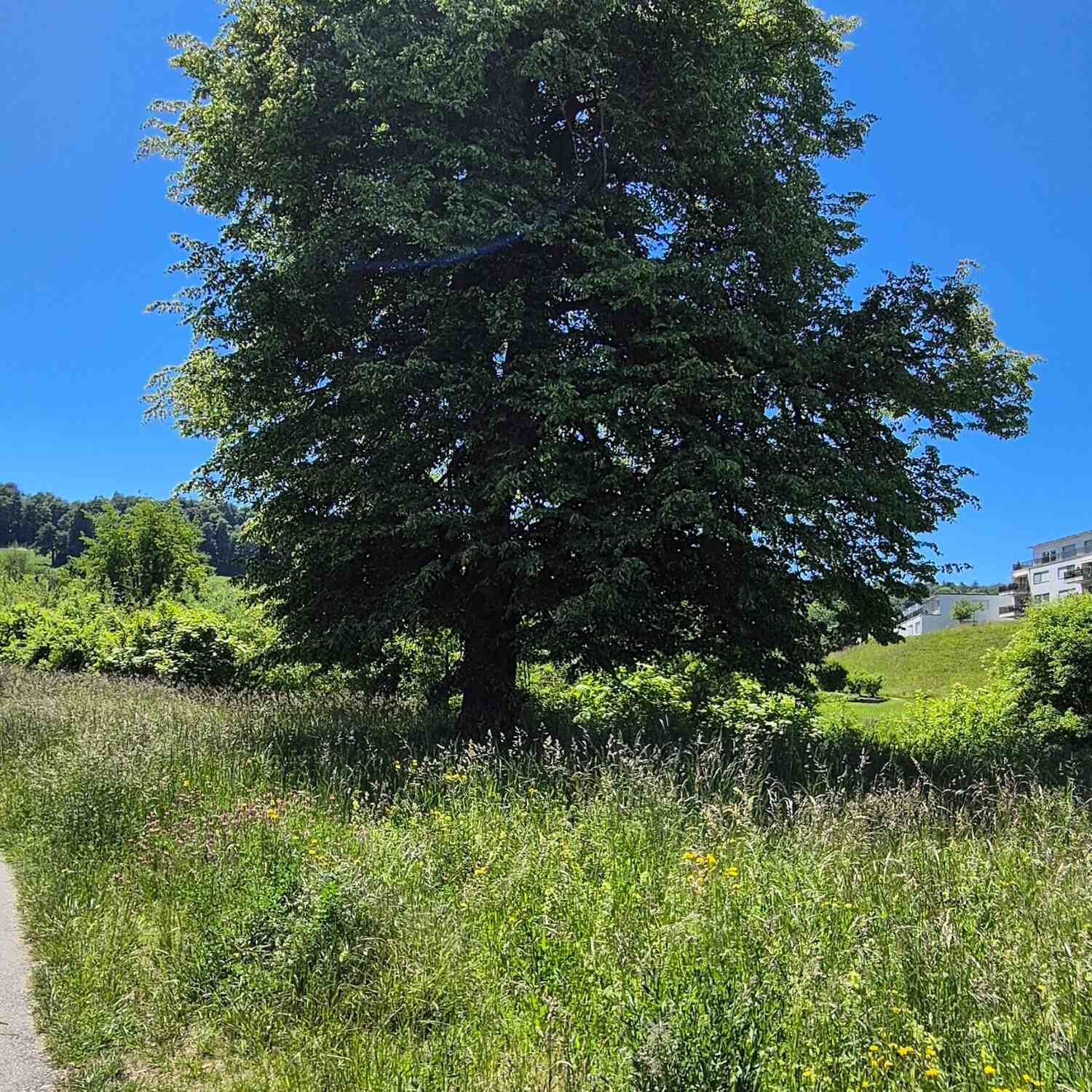 Stettbach-Züri