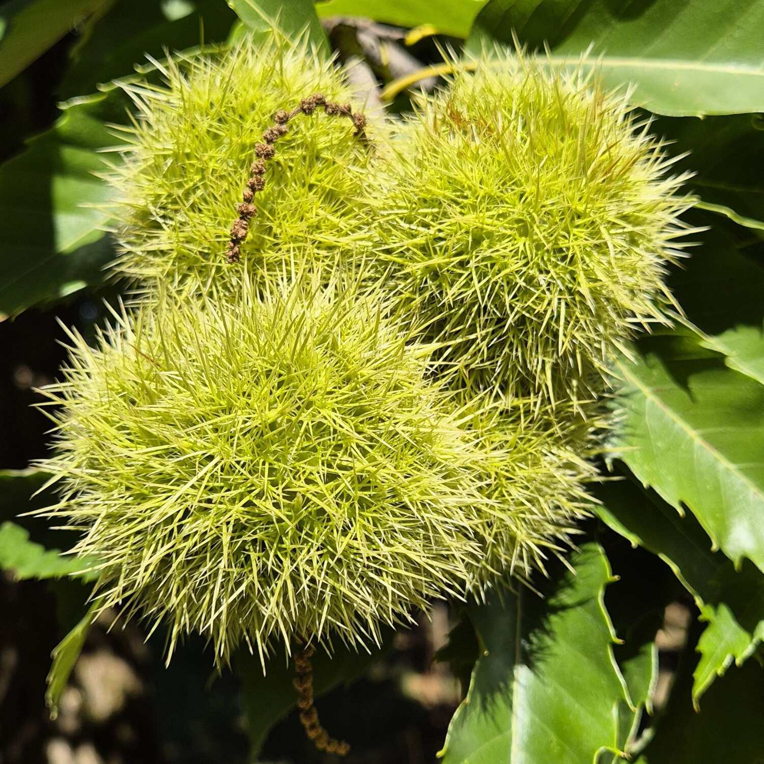 Les Follatères (Naturschutzgebiet)