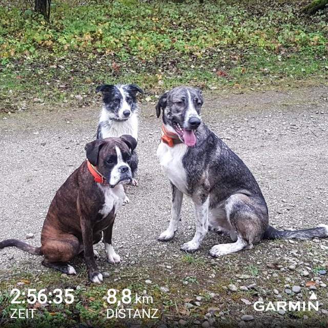 Gassi und Geocaching