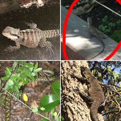 Animal List 2