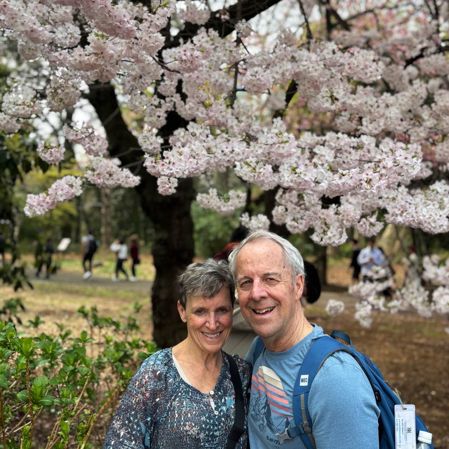 Cherry Blossom Tour of Japan