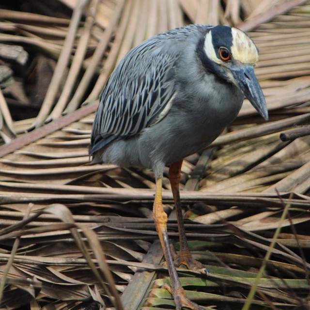 Ecuador 2017