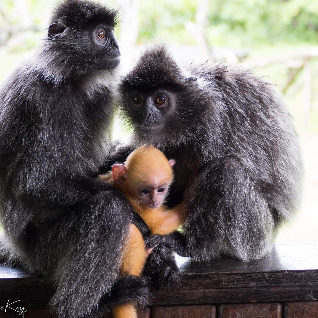 Borneo 2019