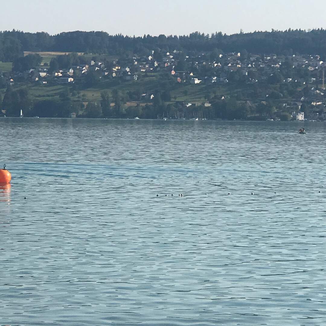 Hallwilersee