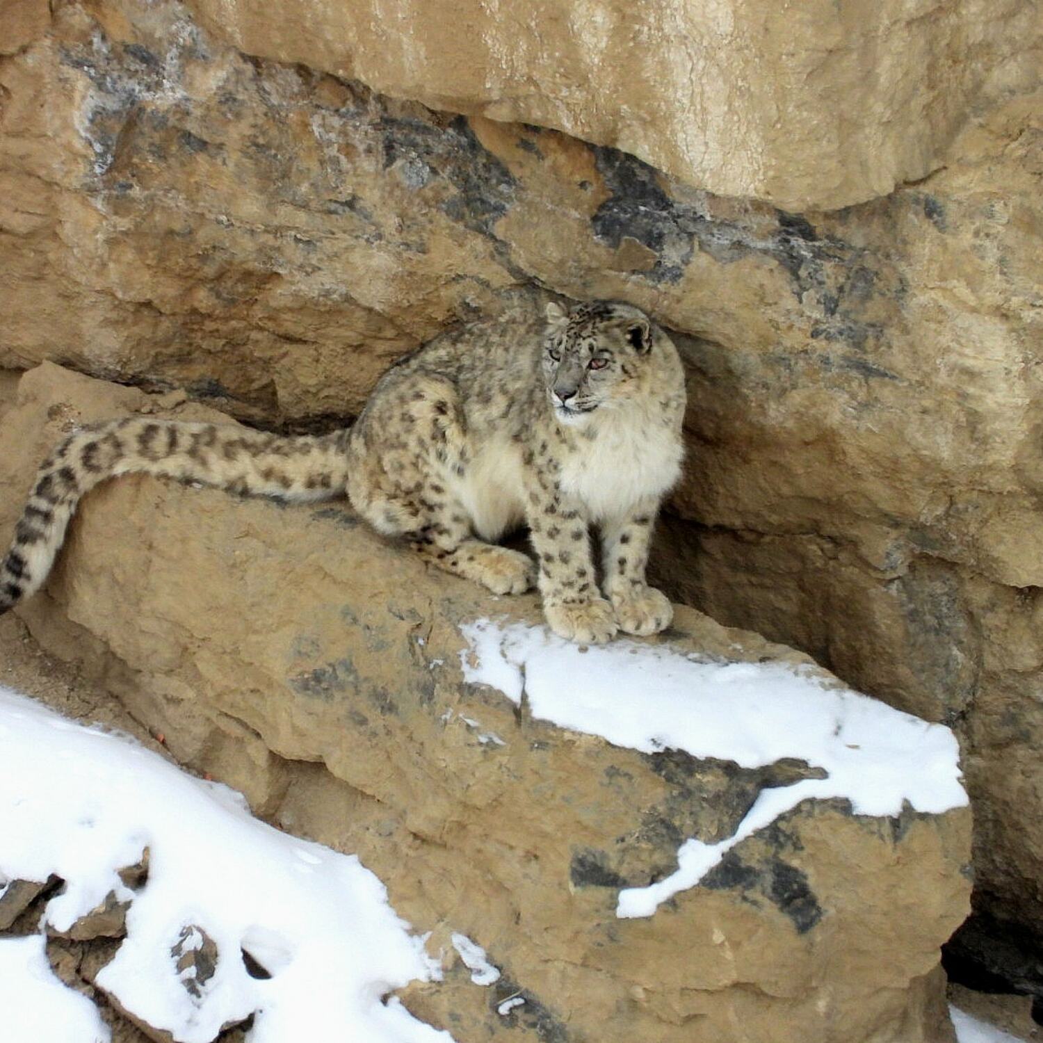 Snow Leopards, 🇨🇳 & (🇰🇵?)