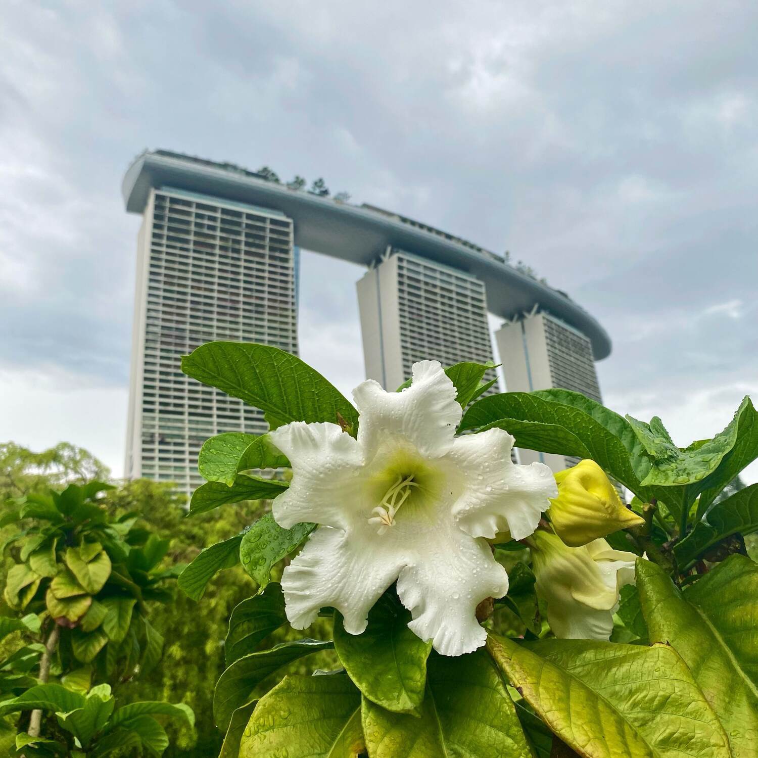 Singapore Cruises Jan 2025