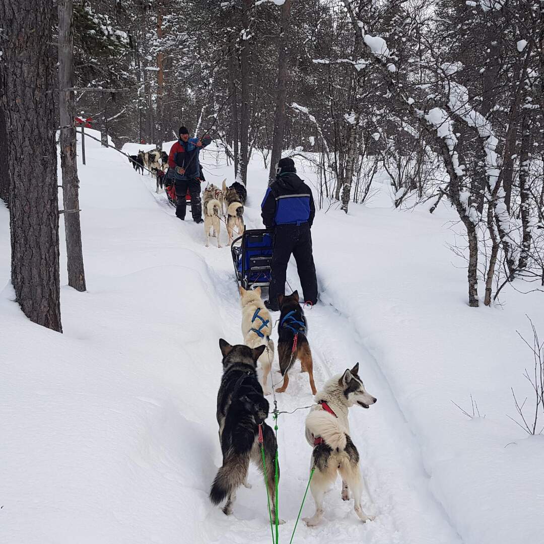 Huskies in Schweden