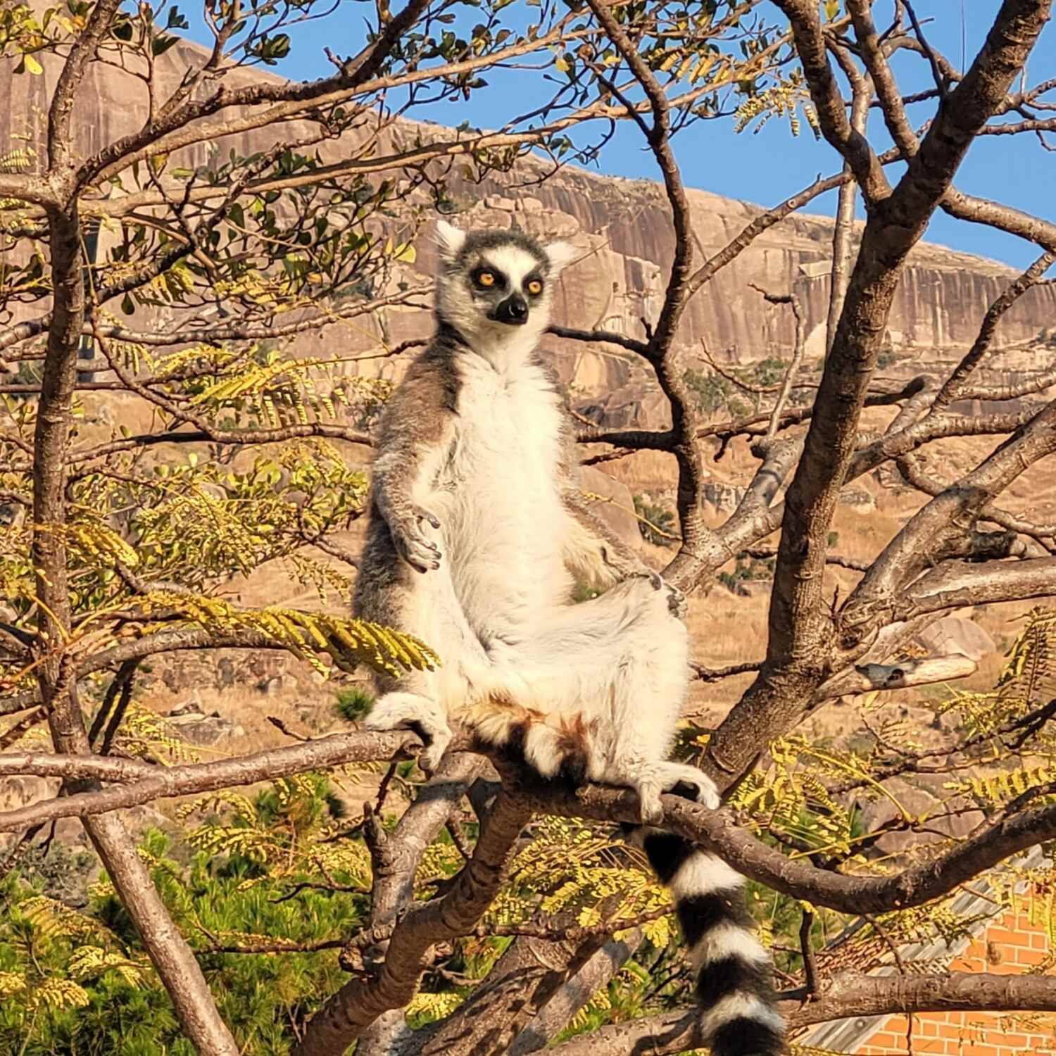 Madagaskar