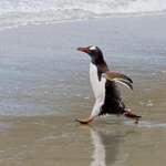 Running Penguin