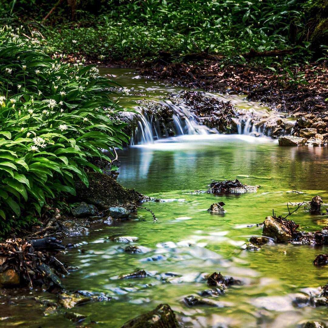 Bärlauchtour im Falltal