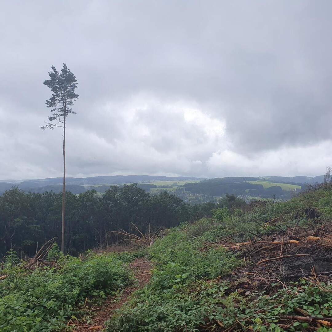 Natursteig Sieg