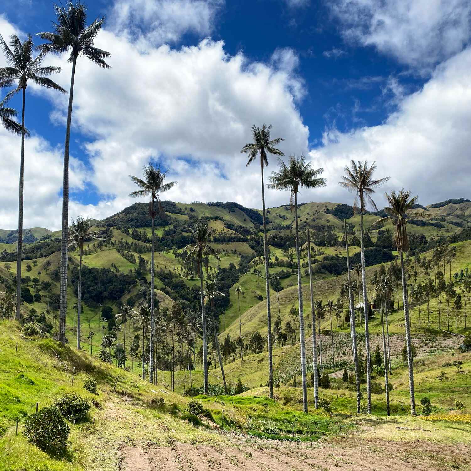 Rootsreis Colombia