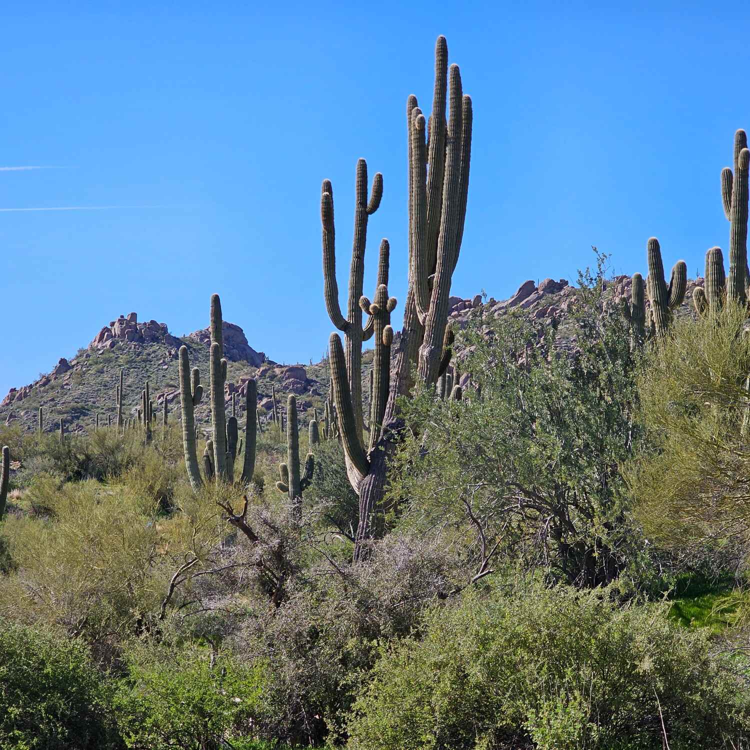 Arizona Sun