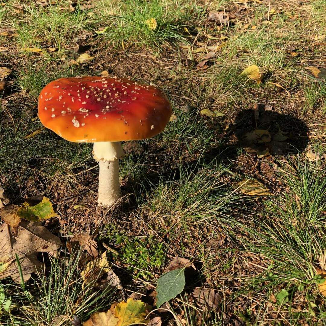 Lüneburger Heide