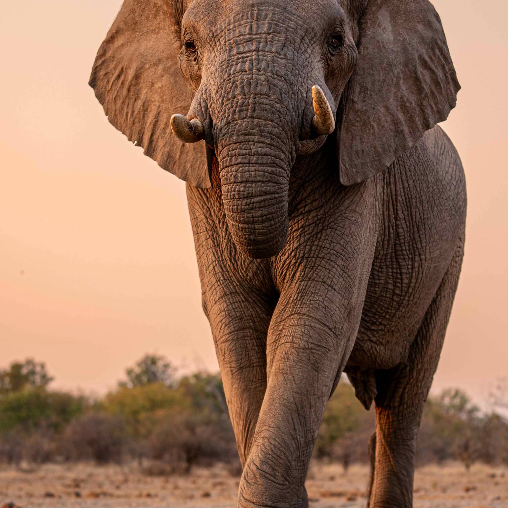 Our Africa Botswana Adventure