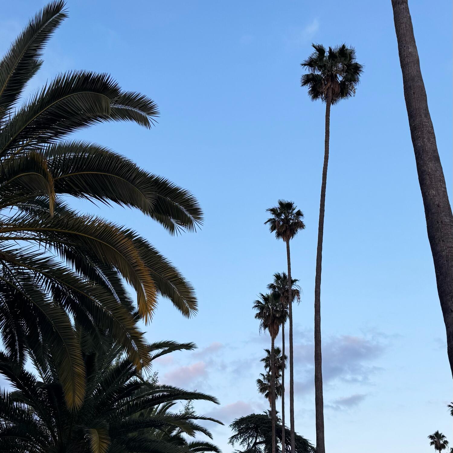LA 2025