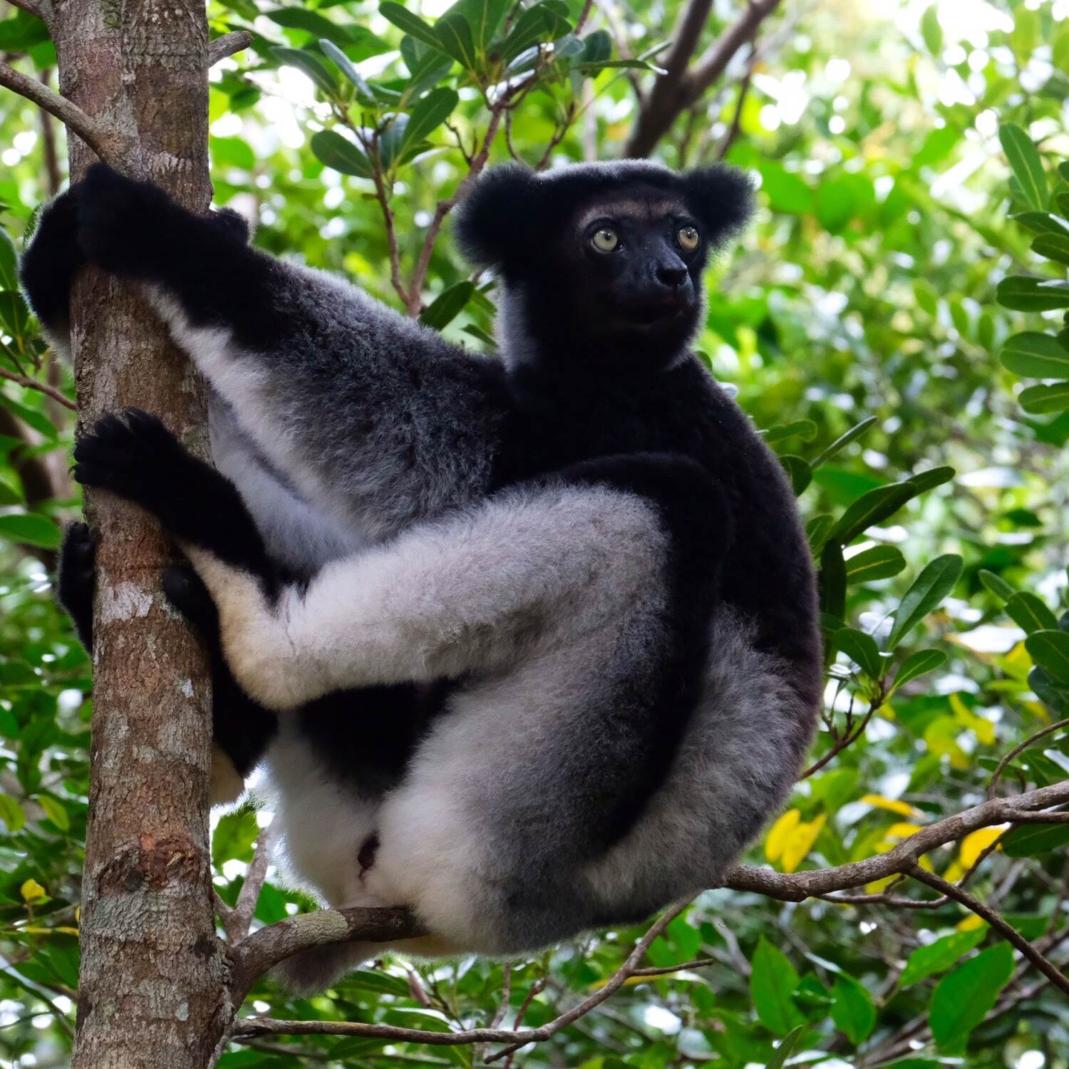 Madagascar