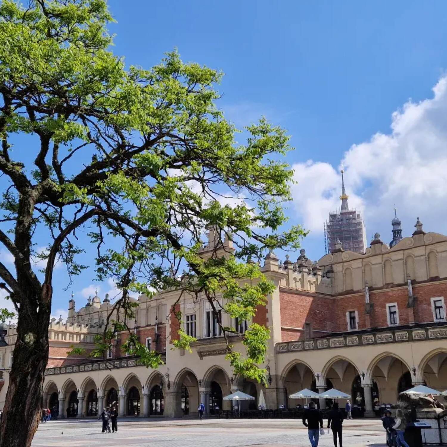 Cracovia
