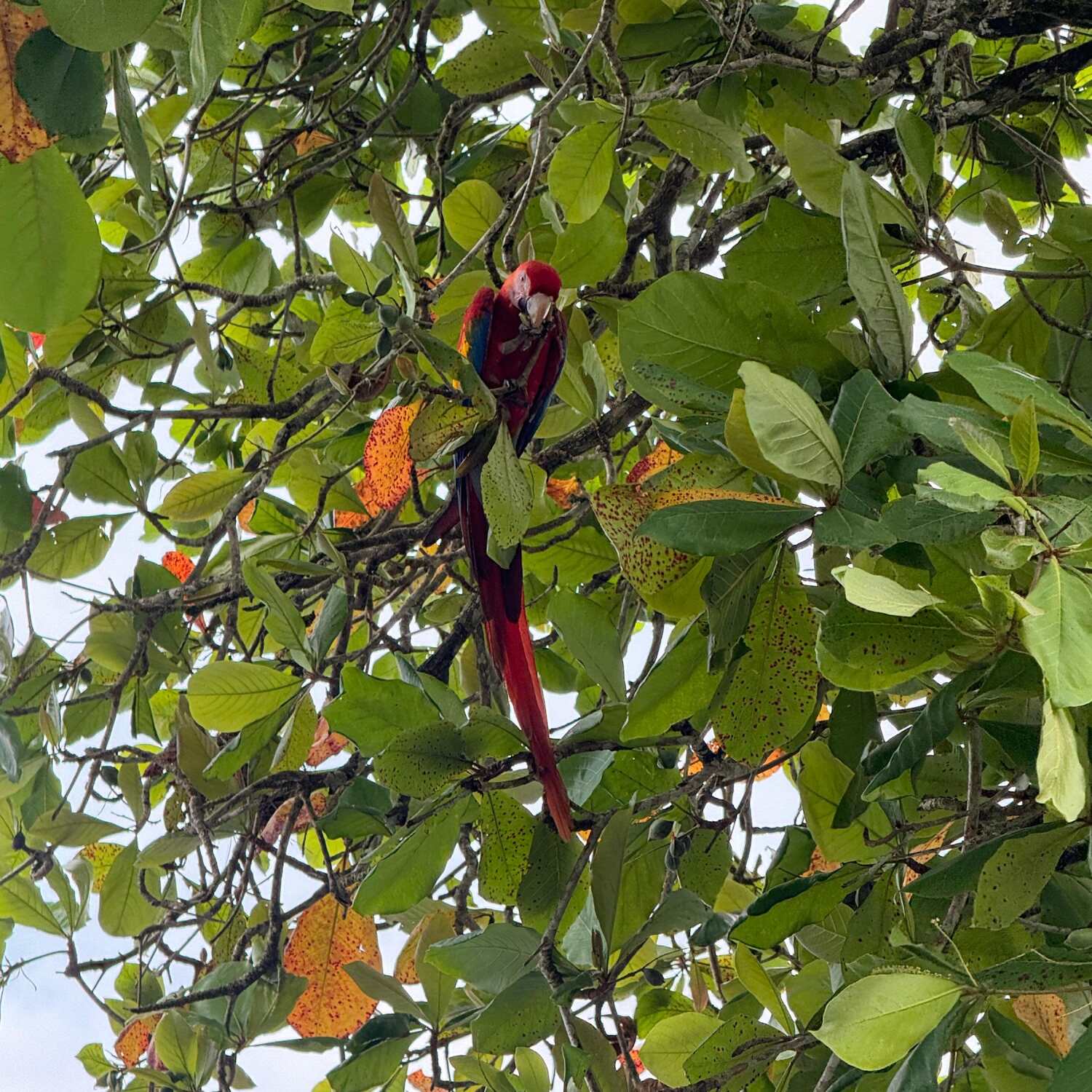Tobina Pura Vida 🇨🇷🇪🇨🇵🇪