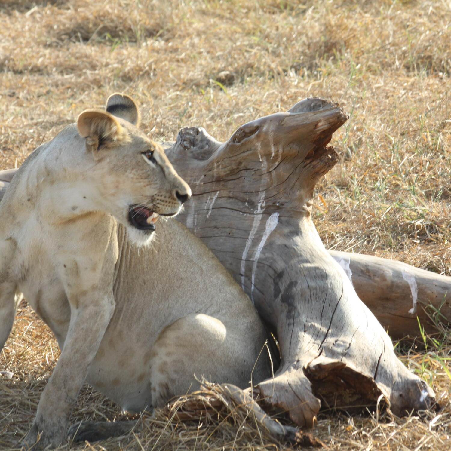 Kenya