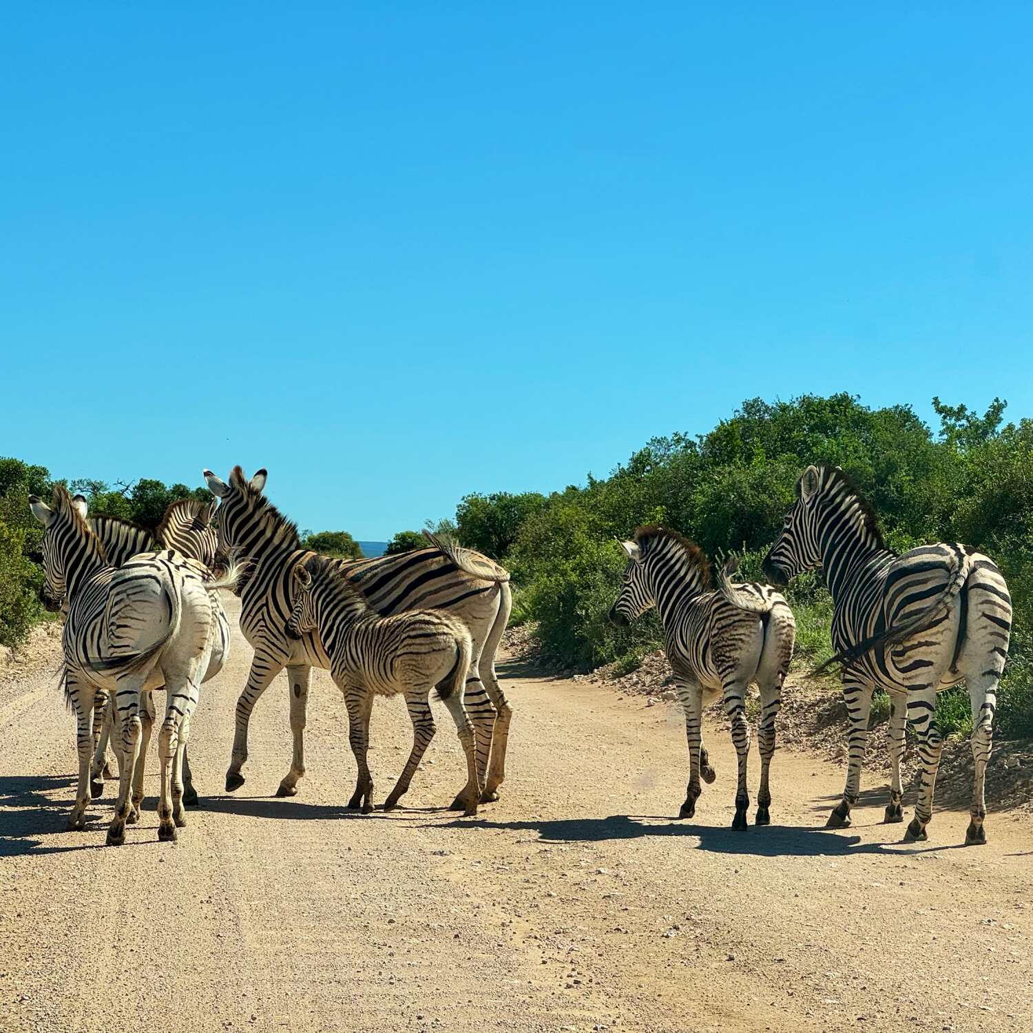 Evi, Pit und Momo in Südafrika