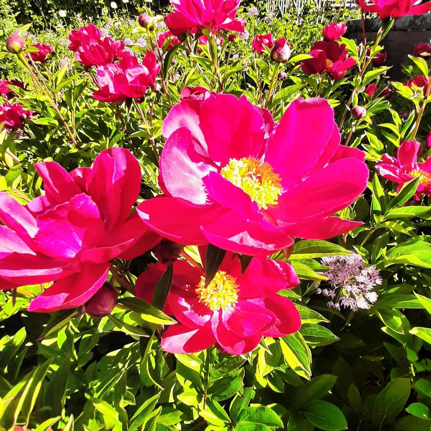 Landgoed de Zonnebloeme VI