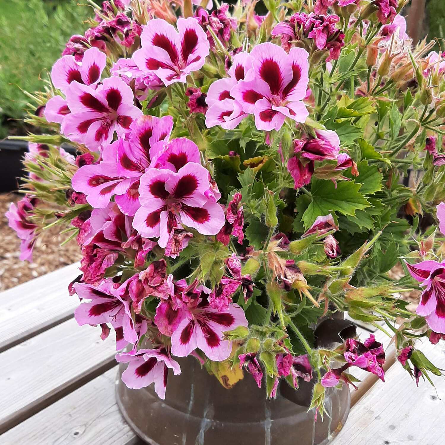 Unser Lieblingsplatz Landgoed