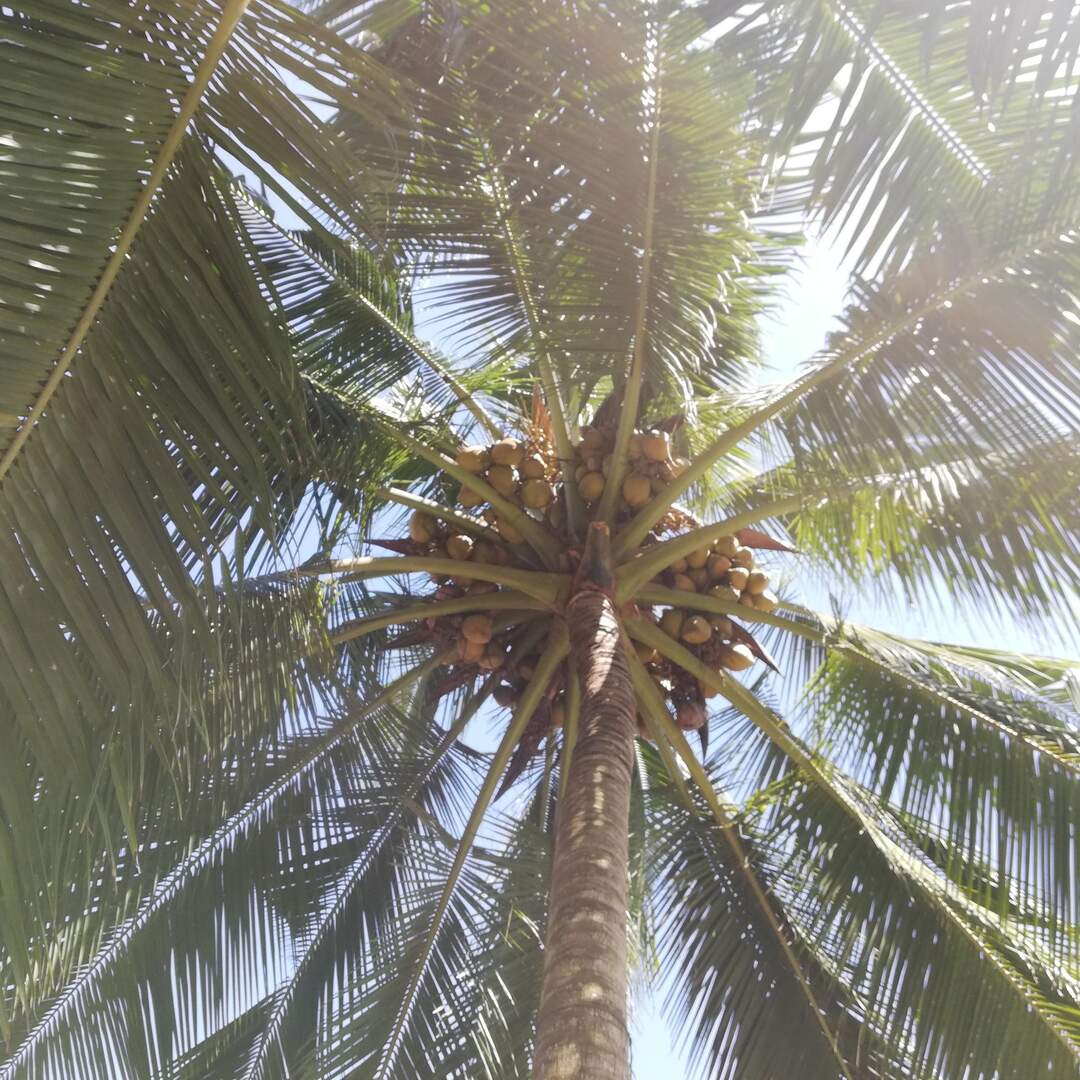 SriLanka