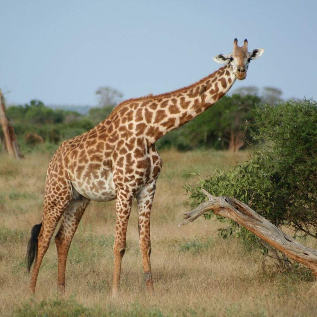 Kenia