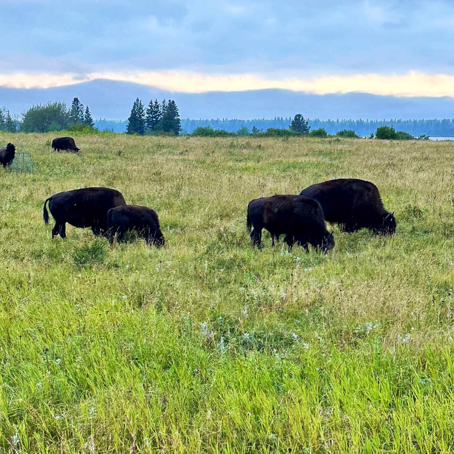 Manitoba