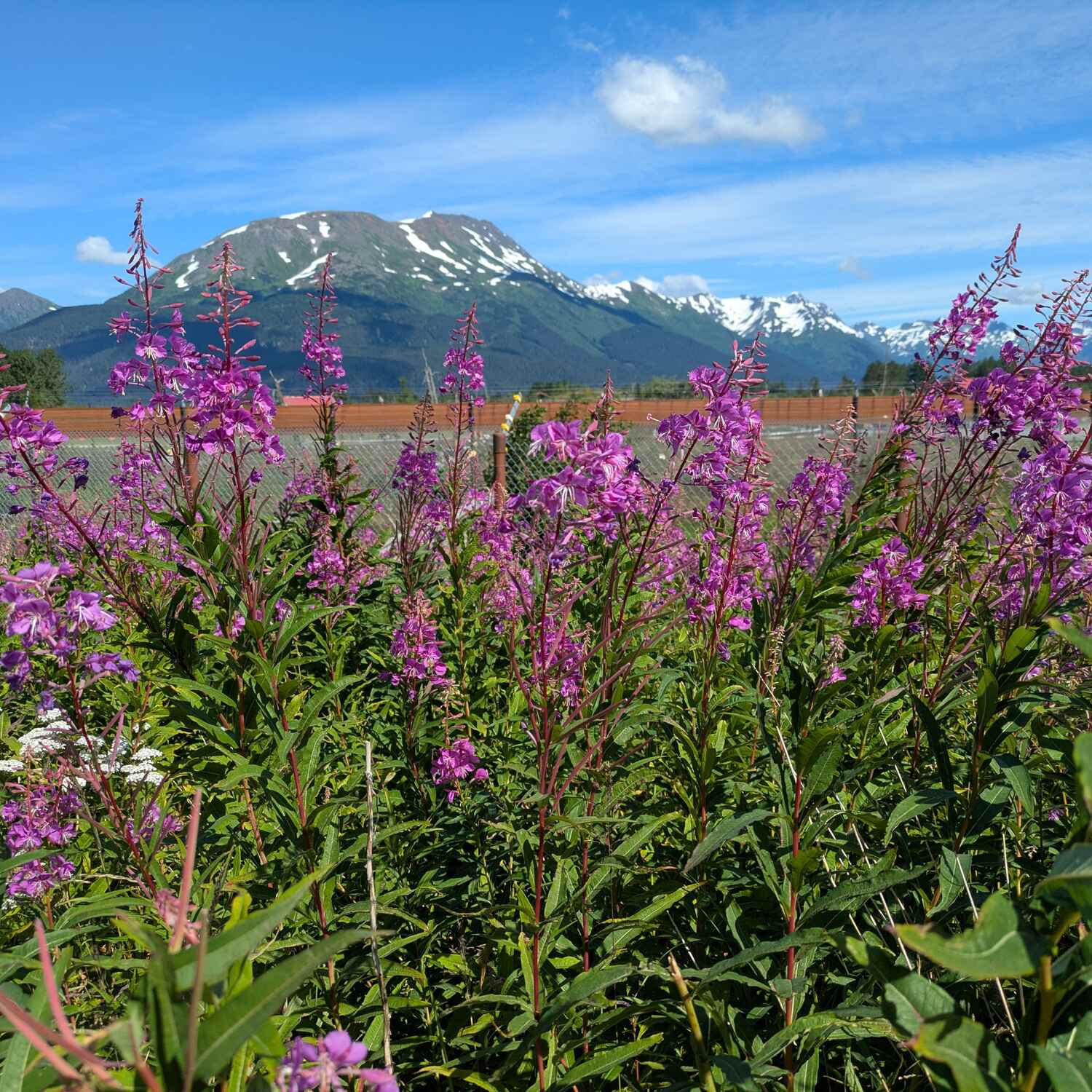 Alaska!