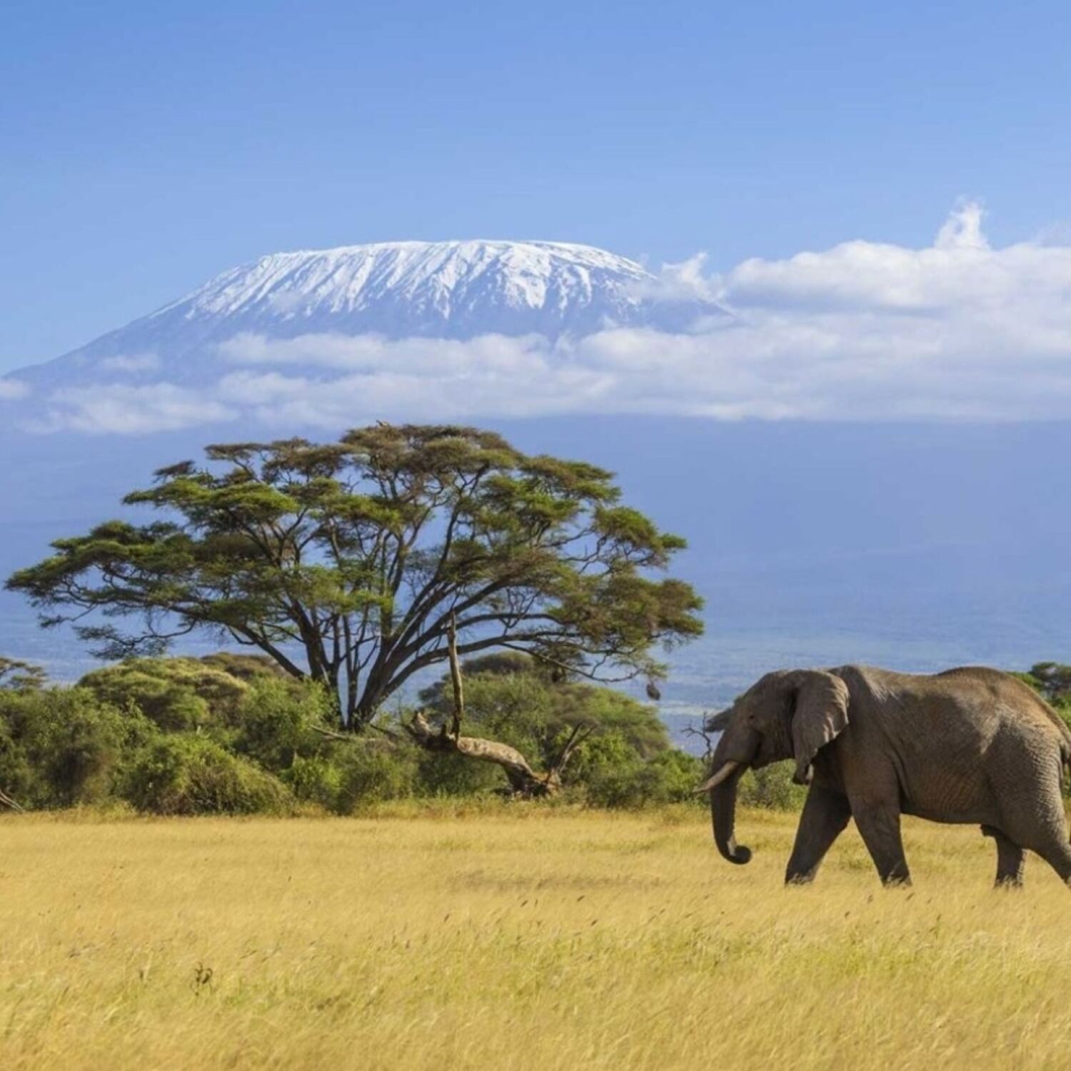 Tansania-Big 5 & so viel Meer