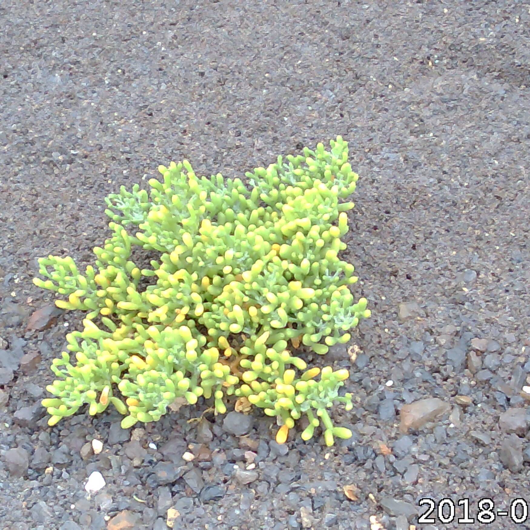 Fuerteventura die Zweite