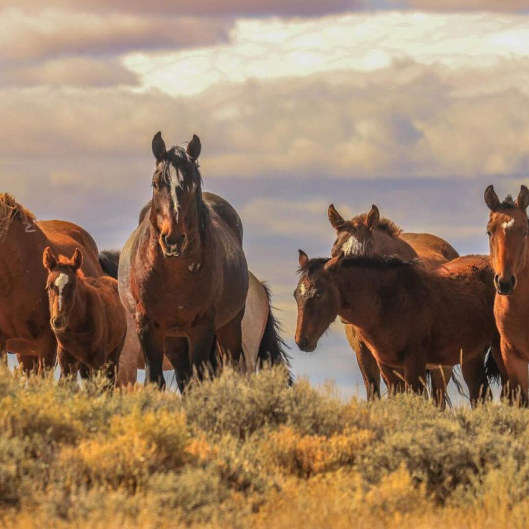 On the trail of Lonesome Dove