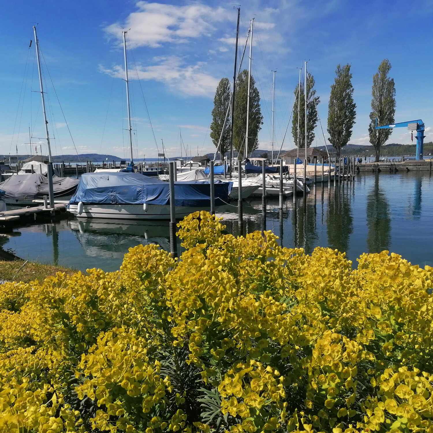 Frühling am Bodensee