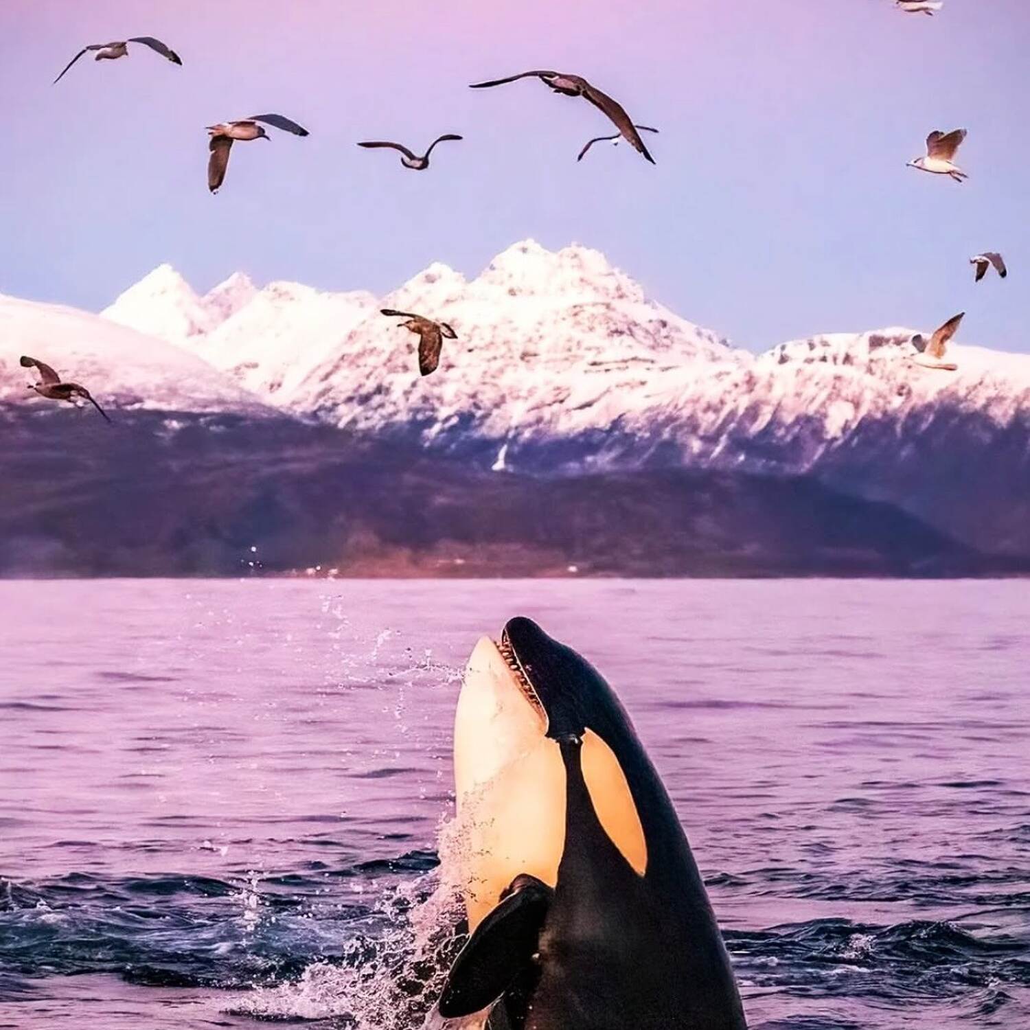 Eine Orca-tastische Reise