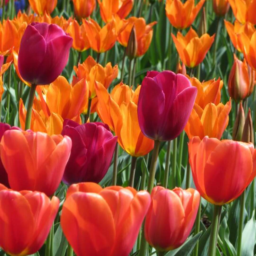 Tulip Festival in Washington