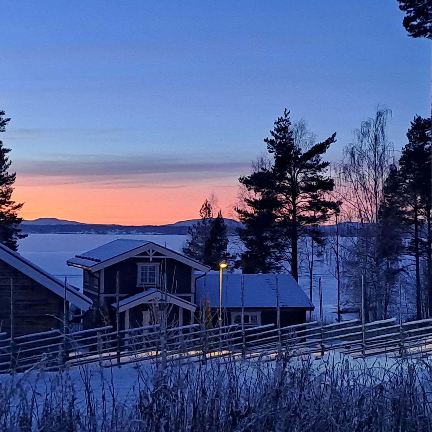 Schwede