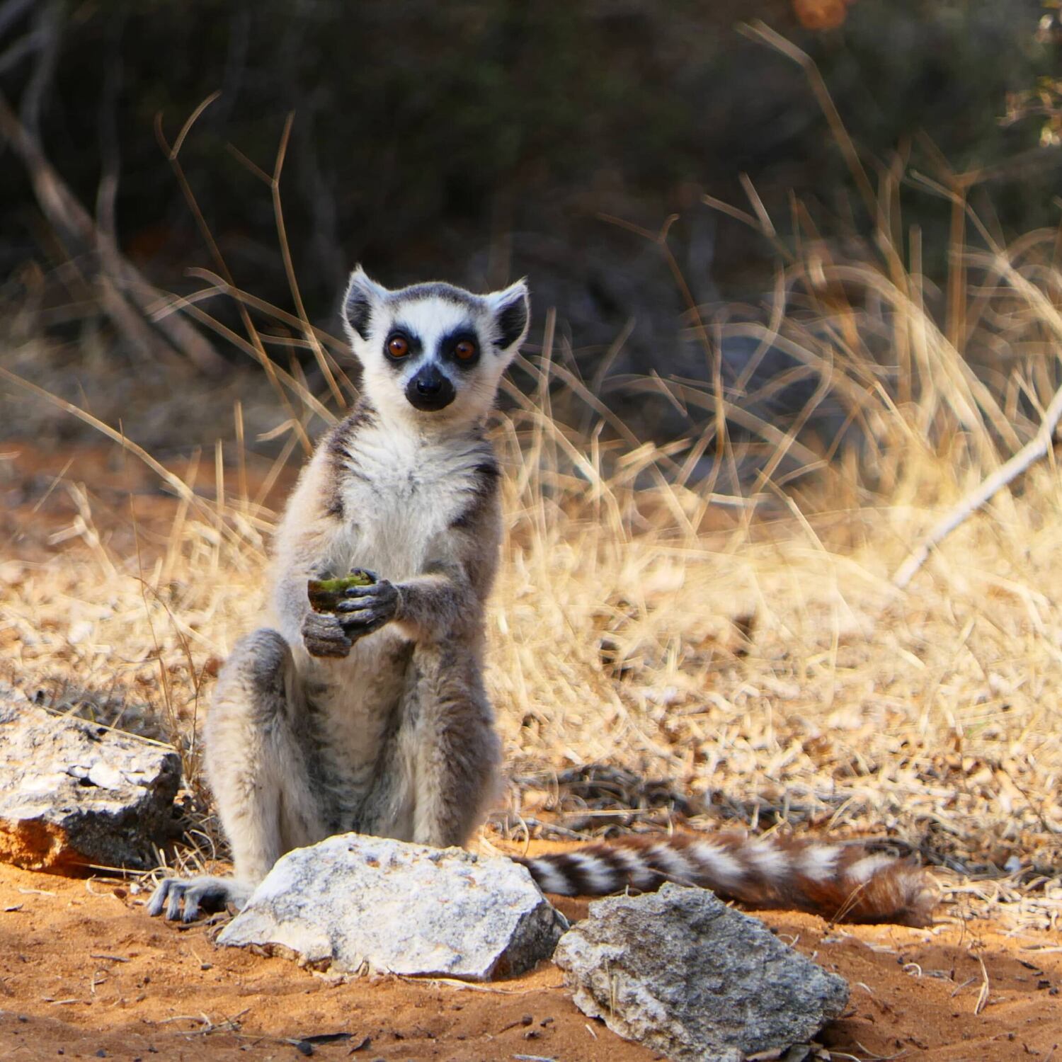 Madagaskar