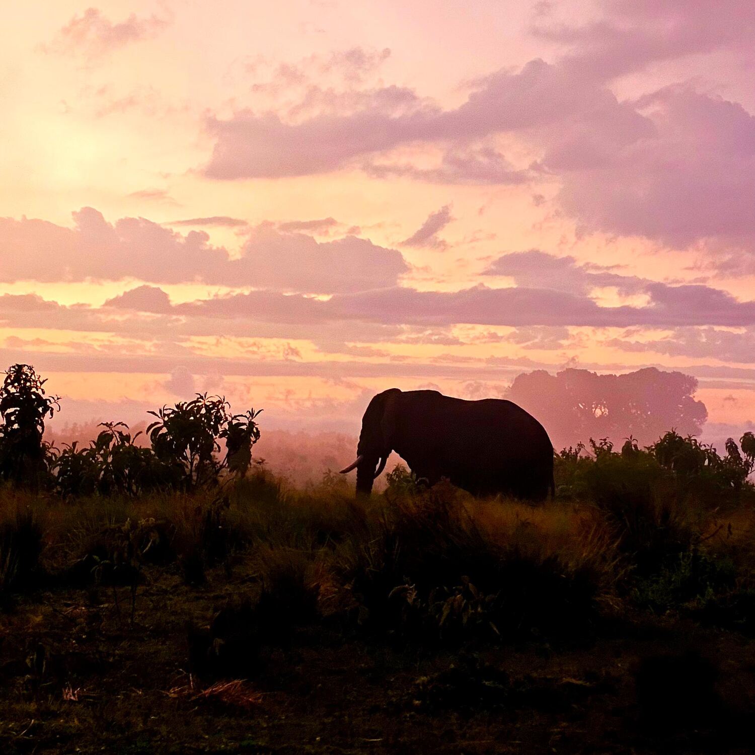 Afrika