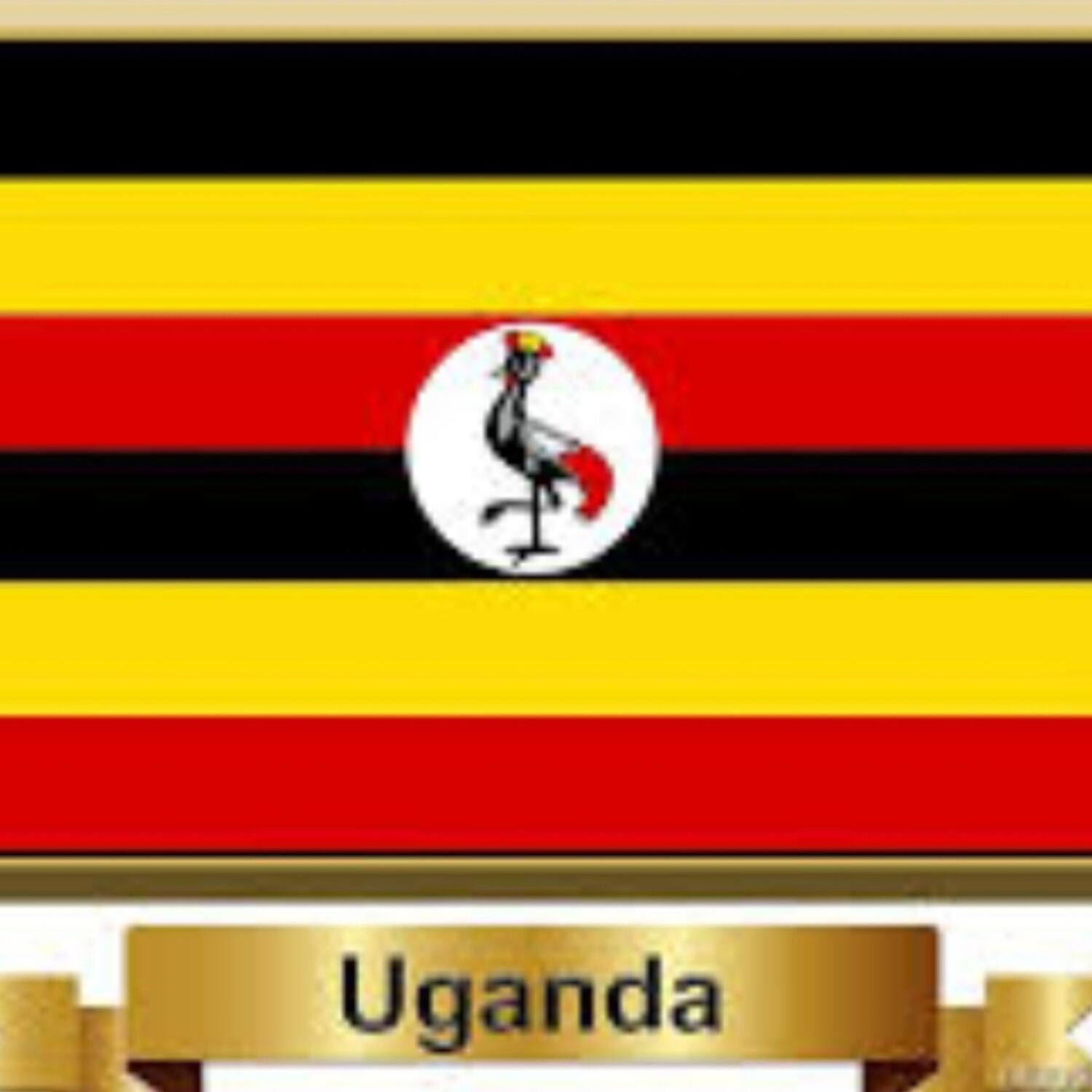 Uganda Besuch der Berggorillas