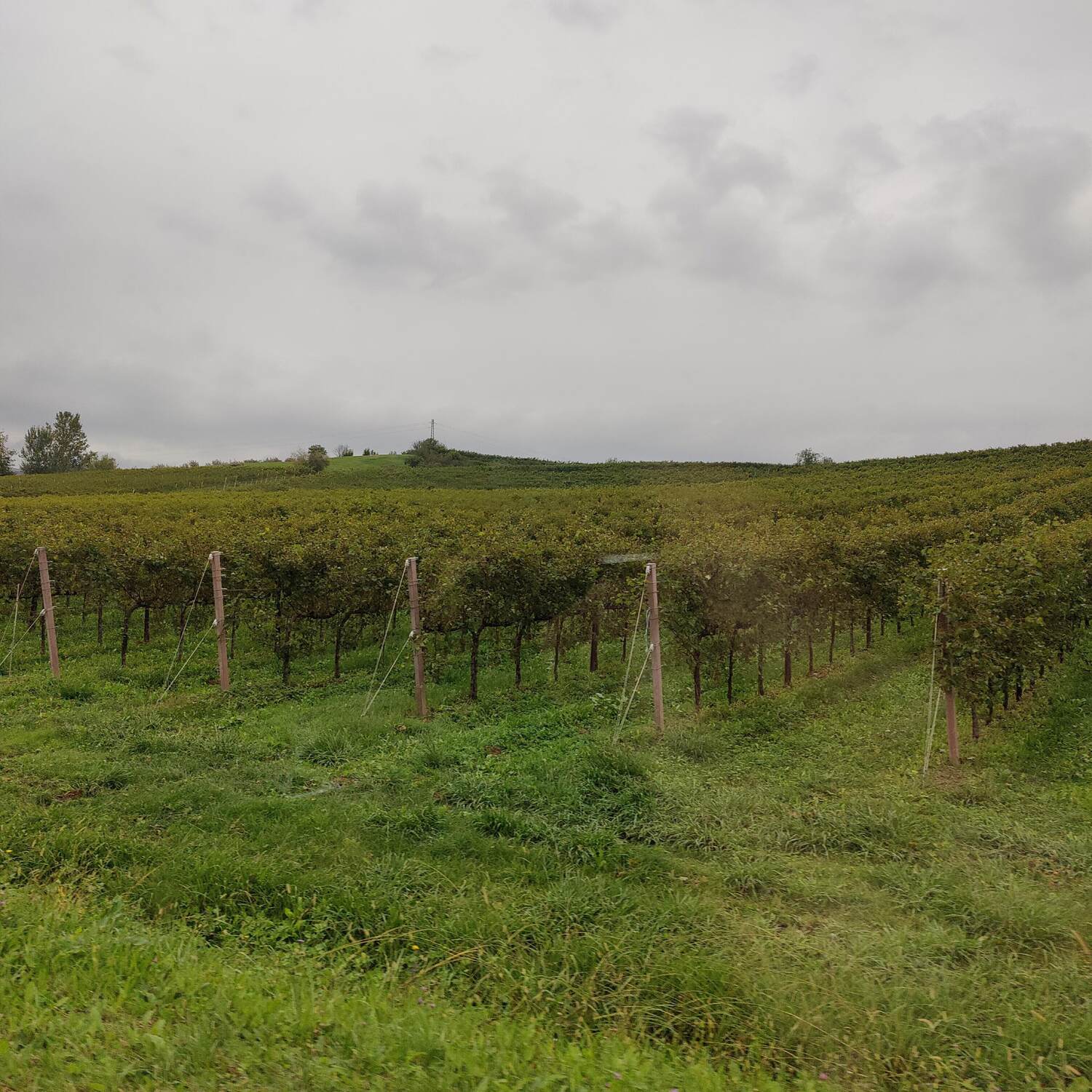 Proseccostraße