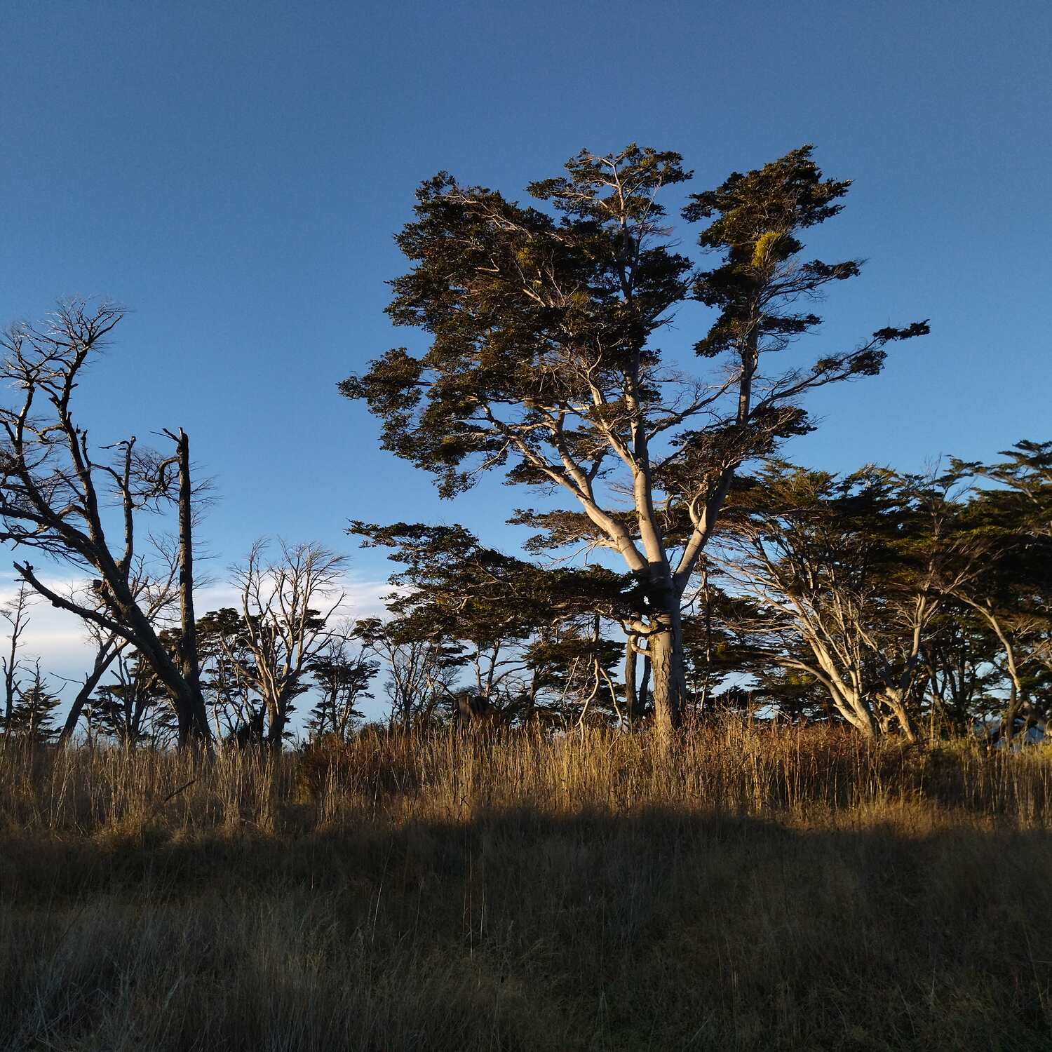 Punta Arenas