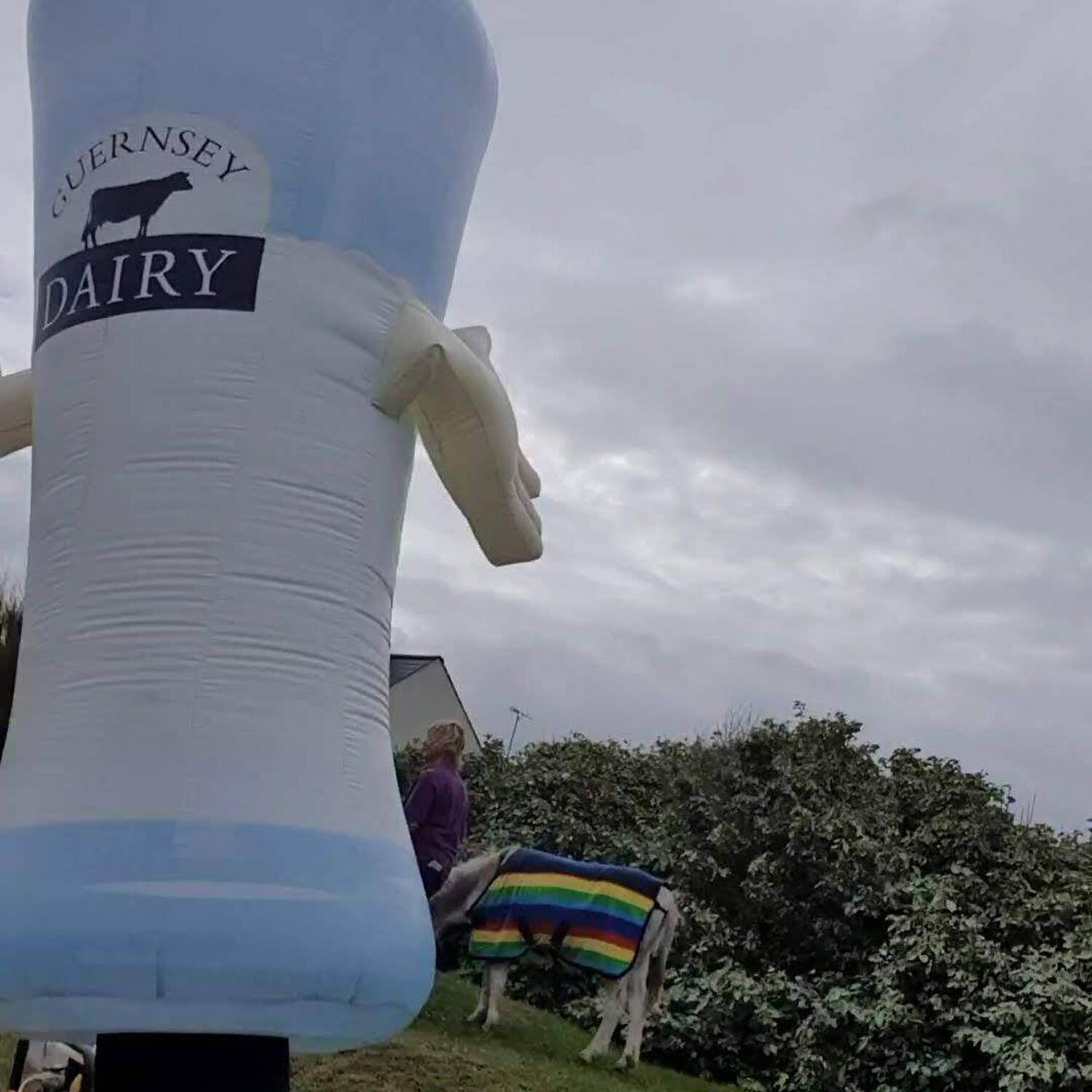Jersey and Guernsey Half