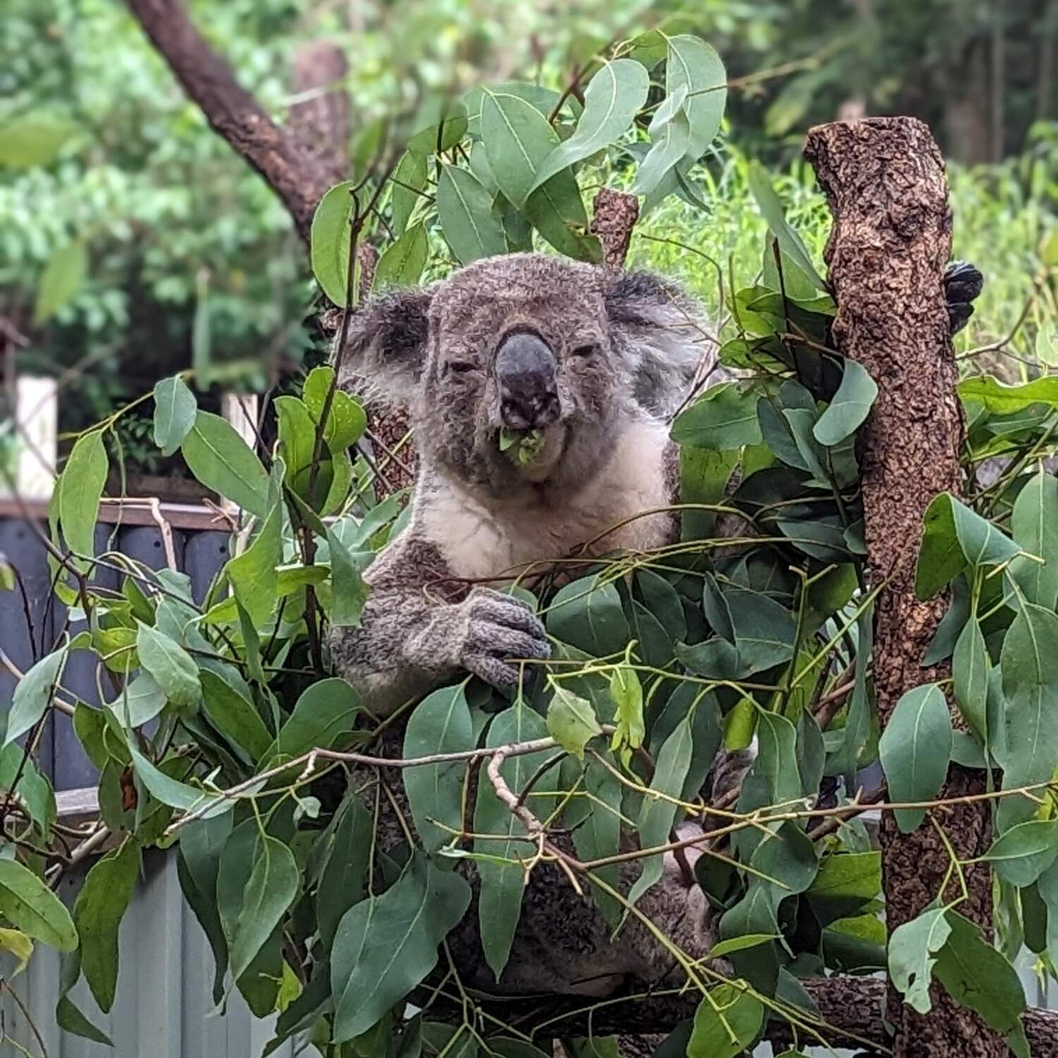 Australien