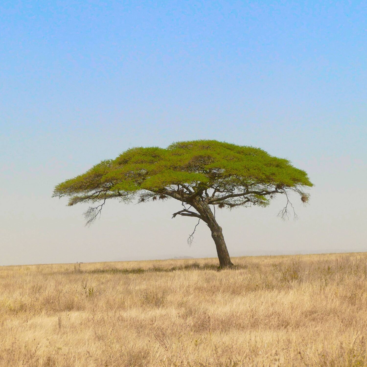 Africa