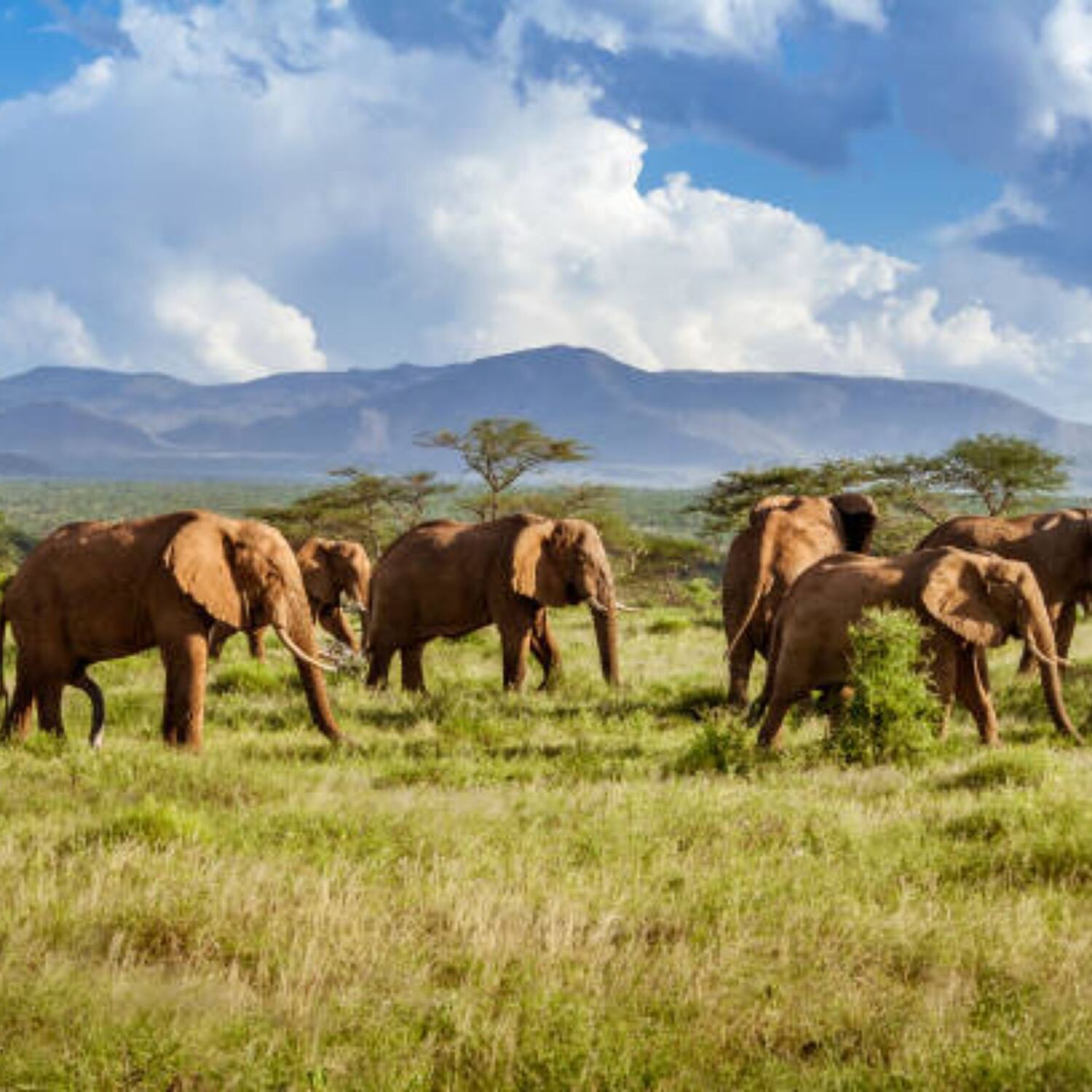Africa